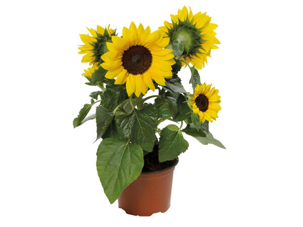 Helianthus Multiflora