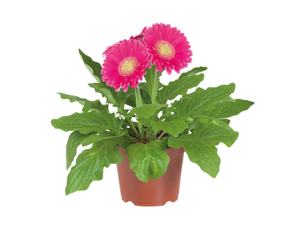 Gerbera