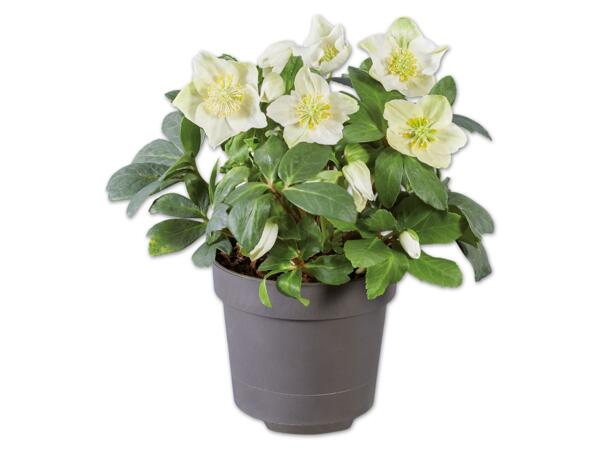 Christrose