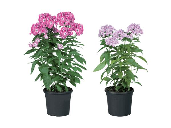 Phlox paniculata
