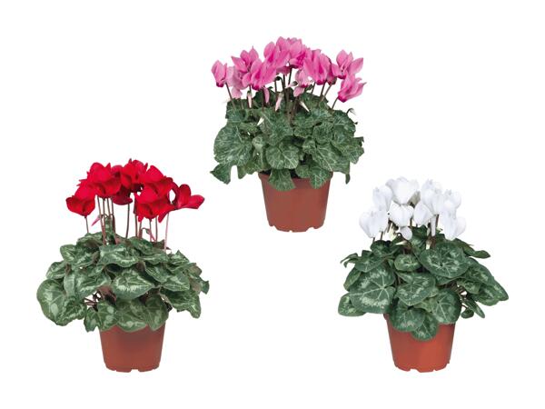 Cyclamen
