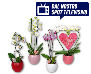 Orchidea esclusiva