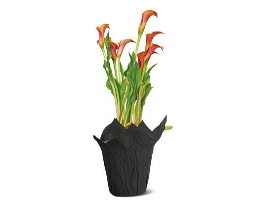 Halloween Calla Lily Assorted Colors
