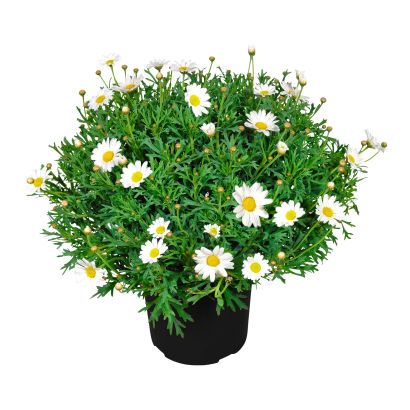 Marguerit