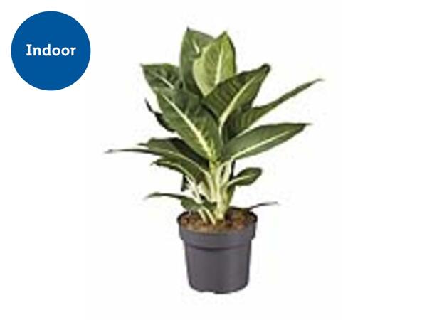 House Plant