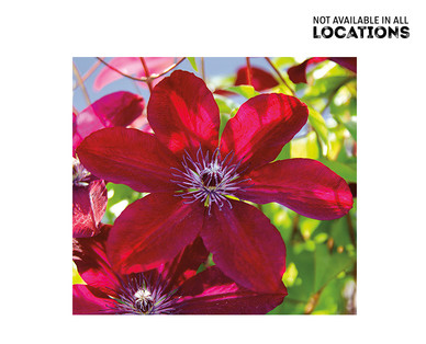 Gardenline Clematis Flowering Vine