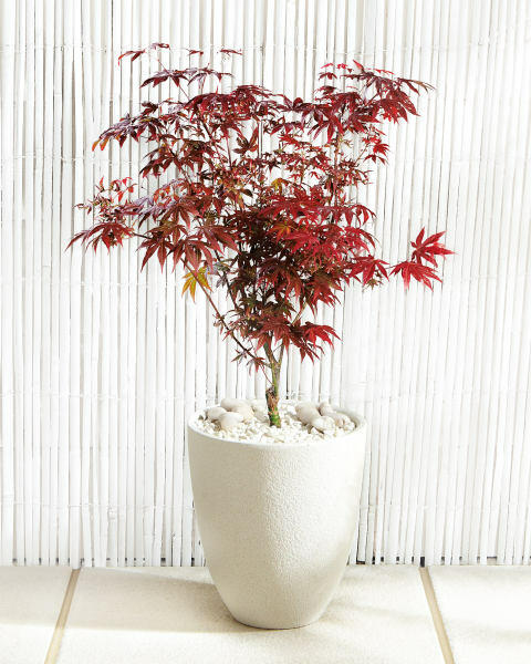Extra Large Japanese Maple Tree