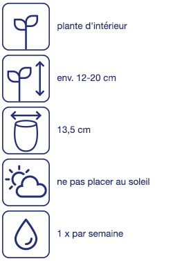 Plante grasse