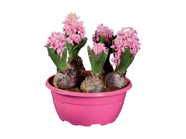 Hyacinth Bulb Planter