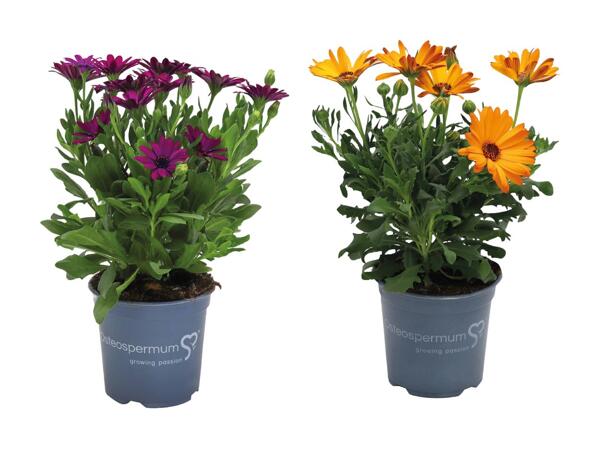 Spansk marguerit