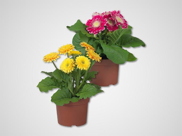 Gerbera (dès 11.4)