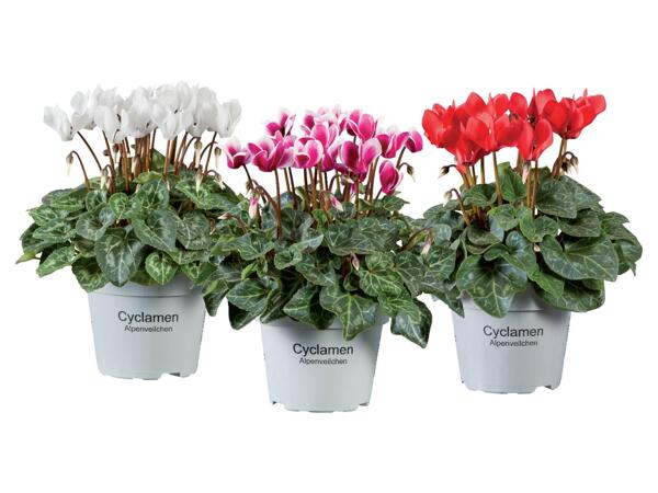 Cyclamen