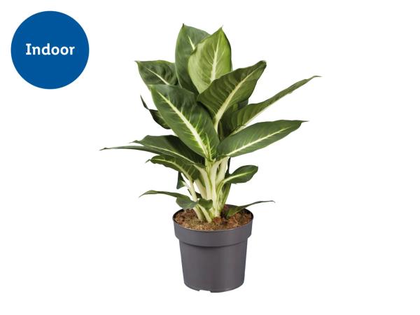 Houseplants Assorted