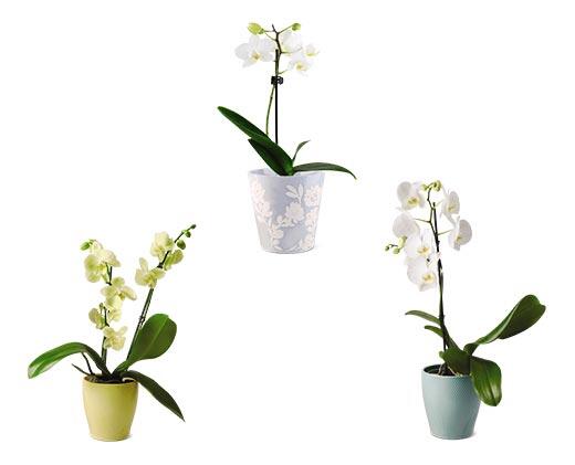 5" Easy Orchid Assorted Colors