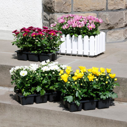 Krysantemum