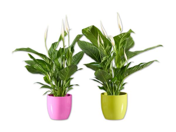 Spathiphyllum in Keramik