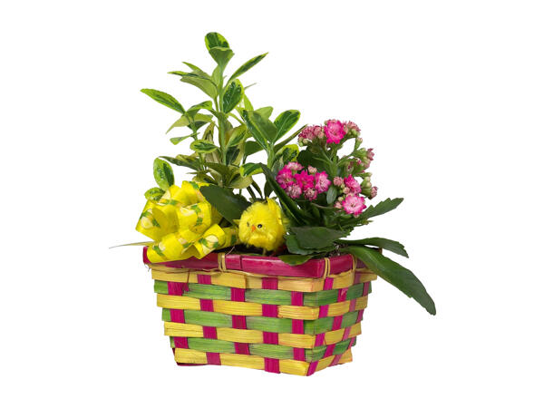 Easter Basket with Flowering Plants