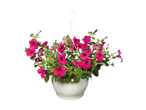 Hanging Basket