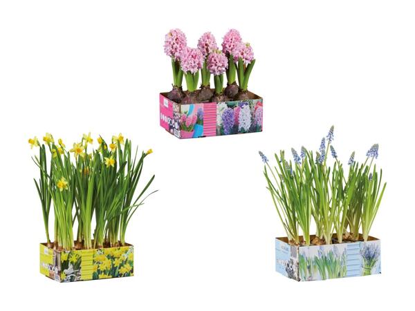 Blomstrende løgplanter i bakke