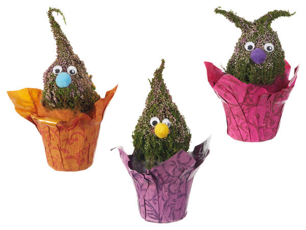 Calluna Wichtel