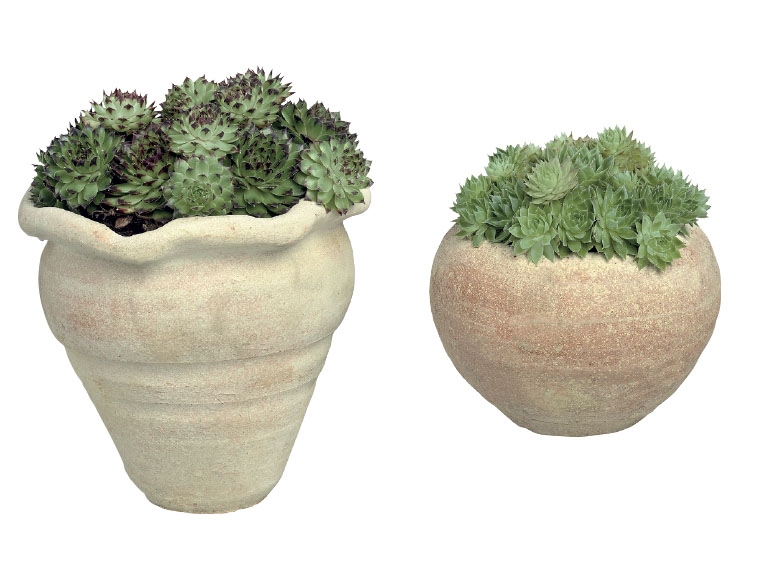 Succulents in Earthenware Pot