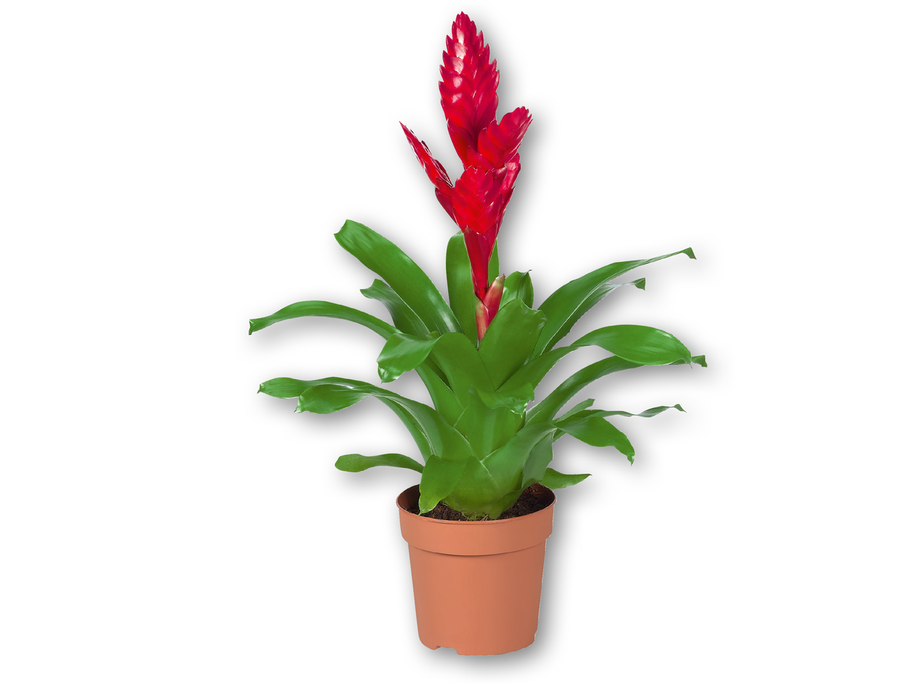 Orkidé eller Bromelia
