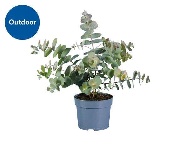 Eucalyptus Mix