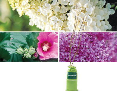 Gardenline Flowering Shrub