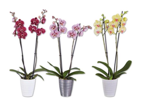Orchidee 2-Trieber im Keramiktopf
