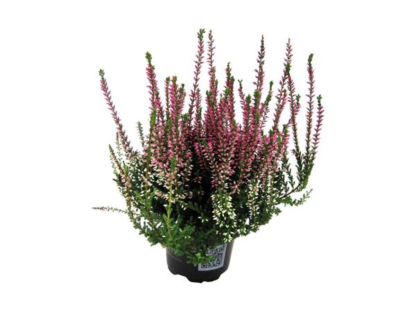 Autumn Heather