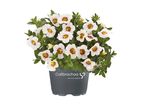 Mini petunia