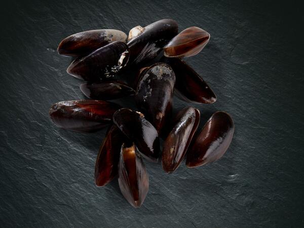 Cozze MSC