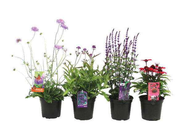 Bee Friendly Perennials1