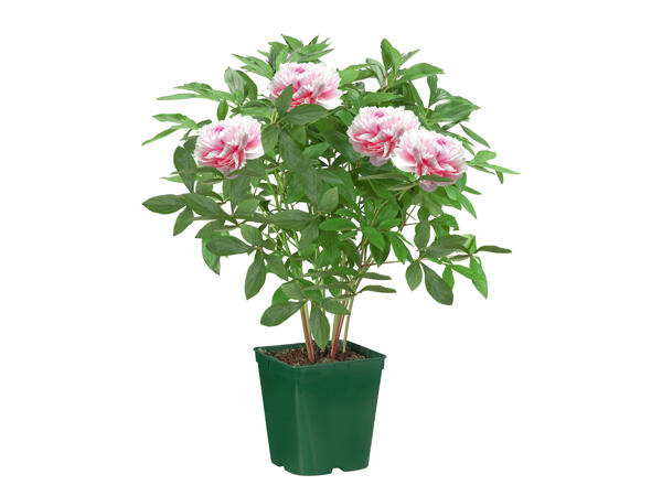 Peonies