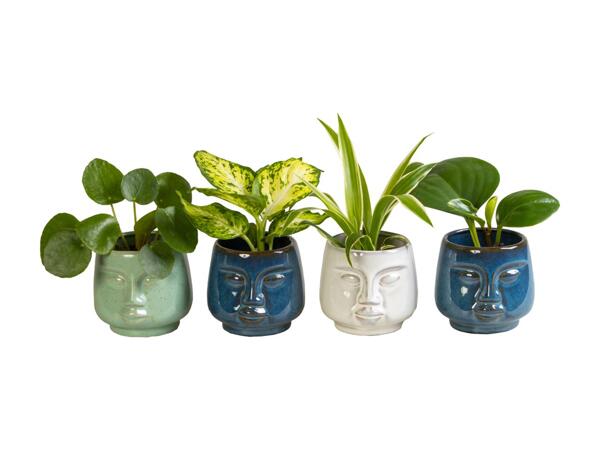 Grøn plante i keramik