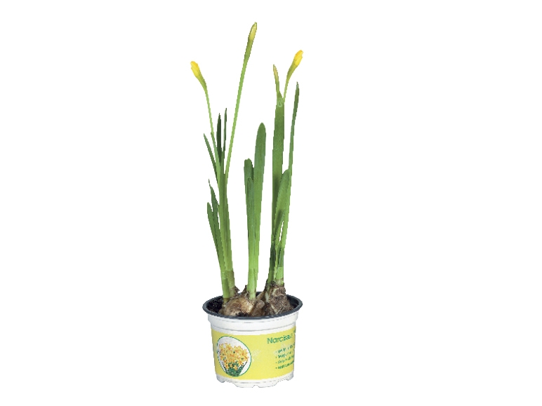 Tête-à-Tête Daffodils