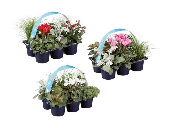 Assortiment d'automne