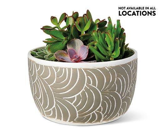 8 Inch Succulent Garden