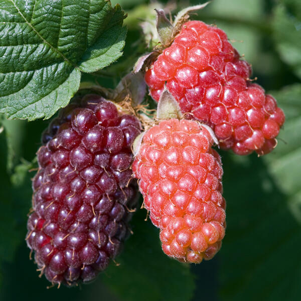 Exotisches Beerenobst