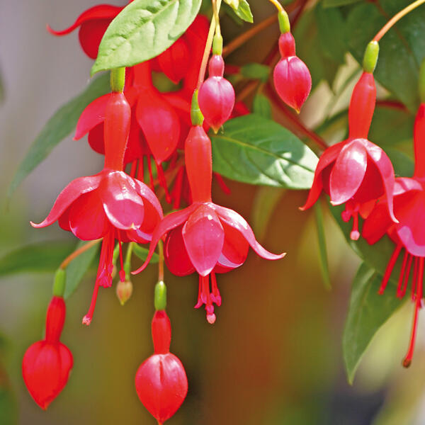 Fuchsien / Geranien