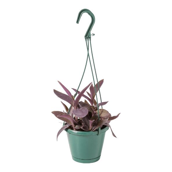 Plante suspendue