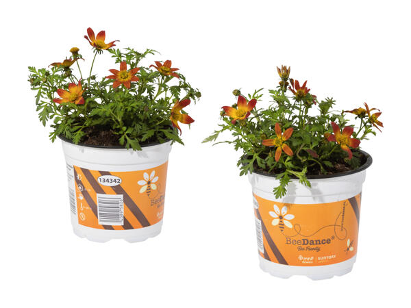 Bidens beedance