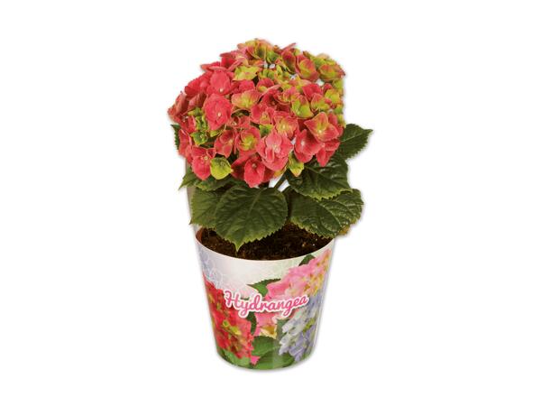 Hortensie im Topfcover