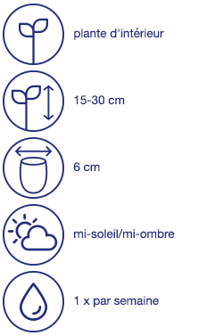 Orchidée, bromélia ou arum