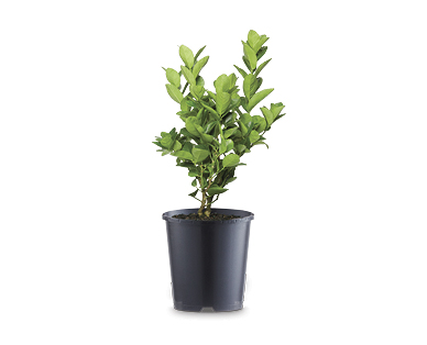 Citrus Sublime 180mm