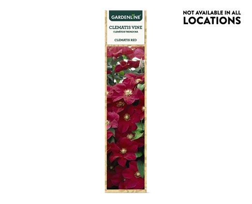 Gardenline
Clematis Flowering Vine Assorted Varieties