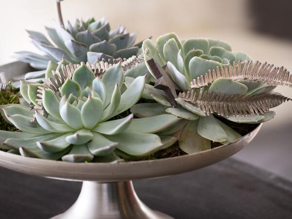 Husløg og echeveria i bakke