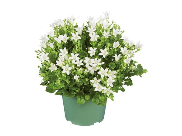Campanula