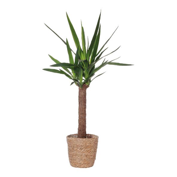 Plante solitaire
