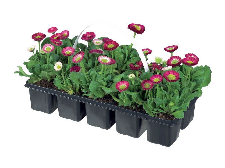 Spring Bedding Plants